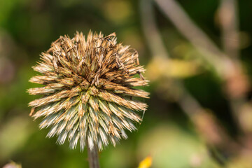 Close up of a single thistle outdoors against a blurred green background