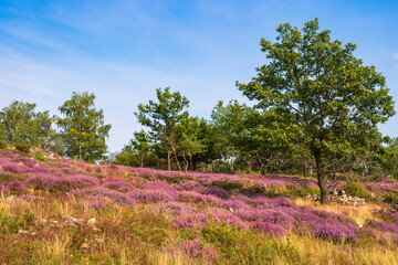 View over the blossoming Neu Bamberg Heath in Rheinhessen/Germany with trees in the background