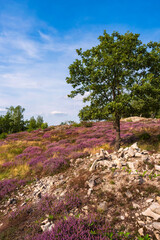 View over the blossoming Neu Bamberg Heath in Rheinhessen/Germany with trees in the background