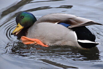 duck on the water, Kilkenny Castle Park, Ireland