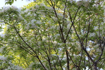 spring in the forest
