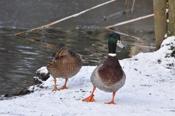 duck on the water, Kilkenny Castle Park, Ireland
