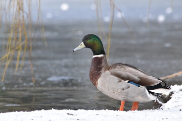 duck on the water, Kilkenny Castle Park, Ireland