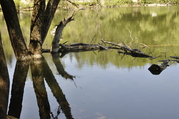 reflection of trees in water