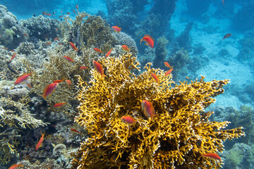 Naklejka na ściany i meble Colorful, picturesque coral reef at the bottom of tropical sea, great yellow fire coral and fishes Anthias, underwater landscape