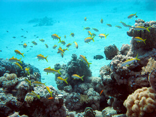 Fototapeta na wymiar Coral reef at the bottom of sandy tropical sea with exotic fishes, underwater landscape