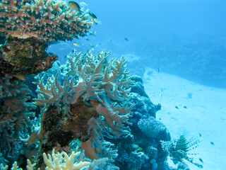 Coral reef with soft coral sinularia at sandy bottom of tropical sea, underwater lanscape