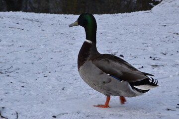 duck on the water, Kilkenny Castle Park, Ireland