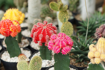 cactus flowers of various colors in pots in the garden