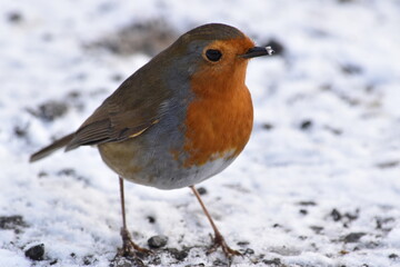 robin on snow, Kilkenny Castle Park, Kilkenny, Ireland