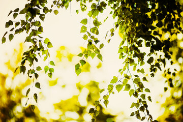 Beautiful green birch leaves grow on branches on a sunny summer day against the sky. Nature. Background.