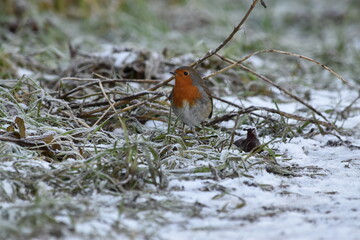 robin in snow