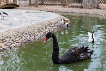 Obraz premium Black swans in the lake