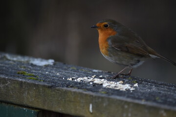 robin on a fence