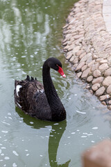 Black swans in the lake