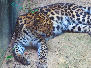 アムールヒョウ