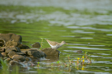 great crested grebe