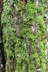 Close up of a pine tree trunk in a forest
