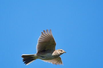Singende Feldlerche im Flug	