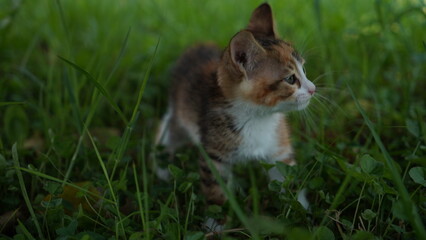 a cat in the grass