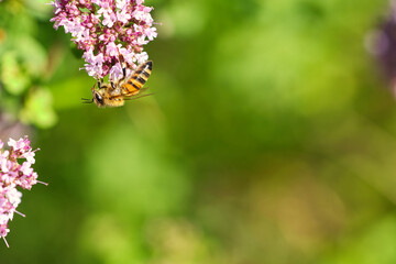 Honey bee collecting nectar on a flower of the flower butterfly bush. Busy insects