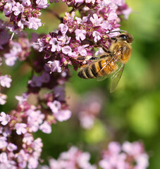 Honey bee collecting nectar on a flower of the flower butterfly bush. Busy insects