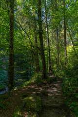 Weg durch den Wald, Fußweg zwischen Bäumen in einem Mischwald. Bäume stehen auf bewachsenen Felsen im Märchenland. wunderschöne Bürserschlucht mit zauberhaften Plätzen, lichtdurchflutet