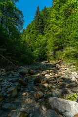 Obraz premium Wie im Urwald: der Bach Alvier schlängelt sich durch das enge Tal zwischen Steinen und Felsblöcken hindurch, an steilen Abhängen mit Gebüsch und Bäumen bewachsen. Die Sonne beleuchtet die Vegetation