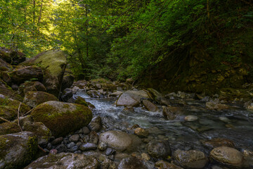 Wie im Urwald: der Bach Alvier schlängelt sich durch das enge Tal zwischen Steinen und...