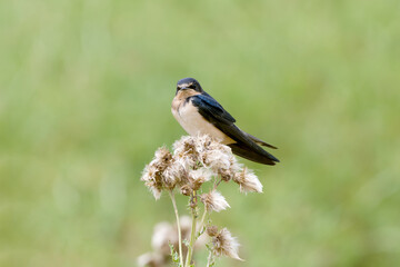 Barn Swallow perched on flower