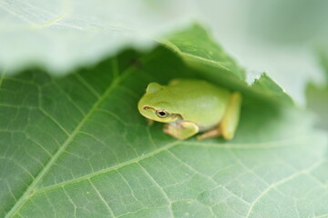 キュウリの葉に隠れるアマガエル　7月