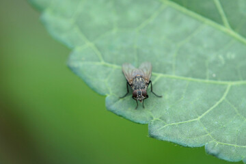 畑で見かけたハエ　アップ　7月