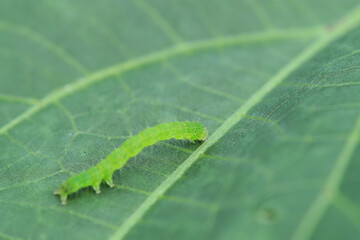 畑で見つけたアオムシ　毛虫　7月