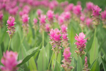 pink flowers in nature, sweet background, blurry flower background, light pink siam tulip flowers field.