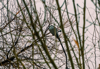 bird on a branch