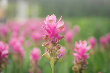 Naklejka premium pink flowers in nature, sweet background, blurry flower background, light pink siam tulip flowers field.