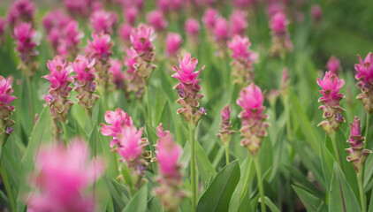Obraz premium pink flowers in nature, sweet background, blurry flower background, light pink siam tulip flowers field.