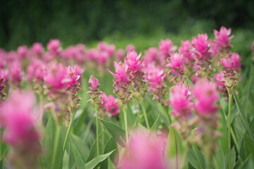 pink flowers in nature, sweet background, blurry flower background, light pink siam tulip flowers field.
