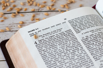 Wheat seed on an open Holy Bible Book with many grains in the background. The parable of the sower, Jesus Christ's teaching of bearing spiritual fruit. Christian biblical concept, a closeup. - obrazy, fototapety, plakaty