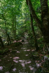 Obraz premium Weg durch den Wald, Fußweg zwischen Bäumen in einem Mischwald. Bäume stehen auf bewachsenen Felsen im Märchenland. wunderschöne Bürserschlucht mit zauberhaften Plätzen, lichtdurchflutet