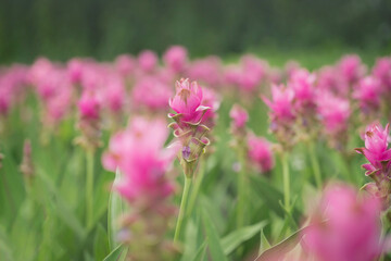 pink flowers in nature, sweet background, blurry flower background, light pink siam tulip flowers field.