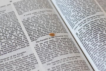 Wheat seed on an open Holy Bible Book, a parable of the growing seed, Mark 4 new testament gospel...
