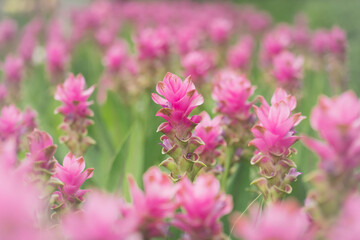 pink flowers in nature, sweet background, blurry flower background, light pink siam tulip flowers...