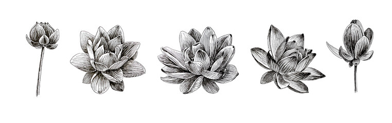 Set of lotus flowers on an isolated white background, hand drawn painting. For poster, stickers, sketchbook cover, print, your design.