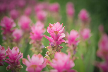 Fototapeta premium pink flowers in nature, sweet background, blurry flower background, light pink siam tulip flowers field.