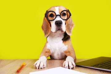 A beagle dog with round glasses is sitting at a table. The concept of education, back to school.