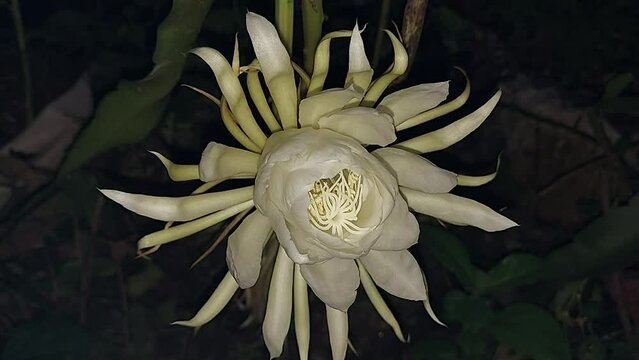 Time-lapse of blooming flower call queen of the night (Epiphyllum Oxypetalum) princess of the night or queen of the night,nishagandhi flower