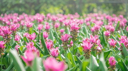 pink flowers in nature, sweet background, blurry flower background, light pink siam tulip flowers field.