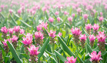 Obraz premium pink flowers in nature, sweet background, blurry flower background, light pink siam tulip flowers field. soft sunlight for horizontal floral poster.