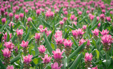 pink flowers in nature, sweet background, blurry flower background, light pink siam tulip flowers field. soft sunlight for horizontal floral poster.